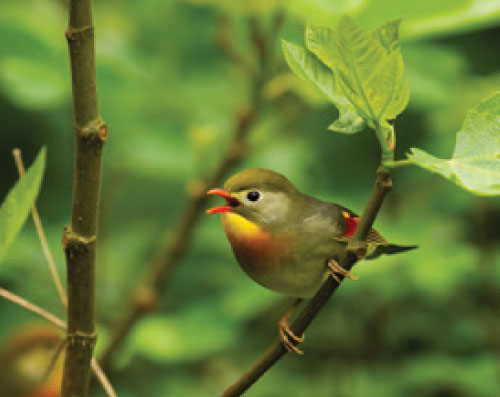 Close up shot of a chirping bird as it is perched on a branch with green leaves