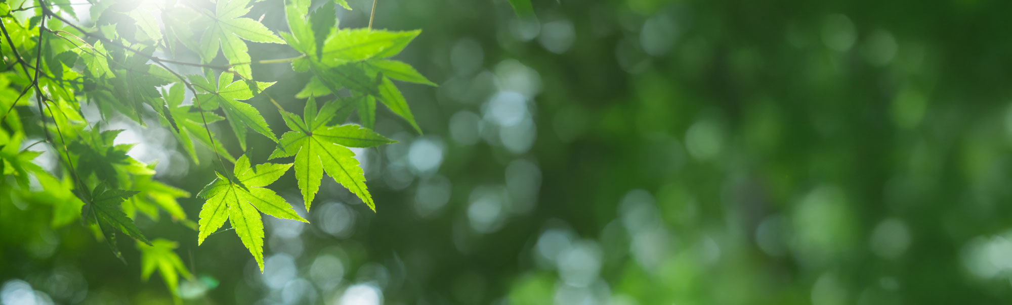 greenery_BG